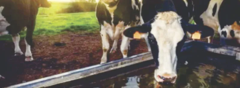 Livestock Watering