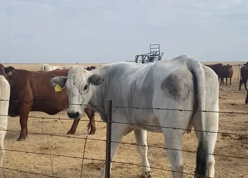 Handuro pumps loved by SA farmers