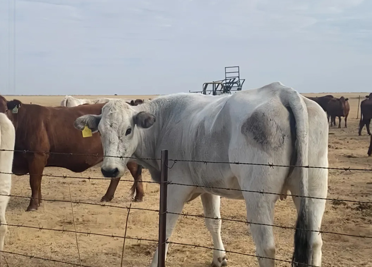 Handuro pumps loved by SA farmers